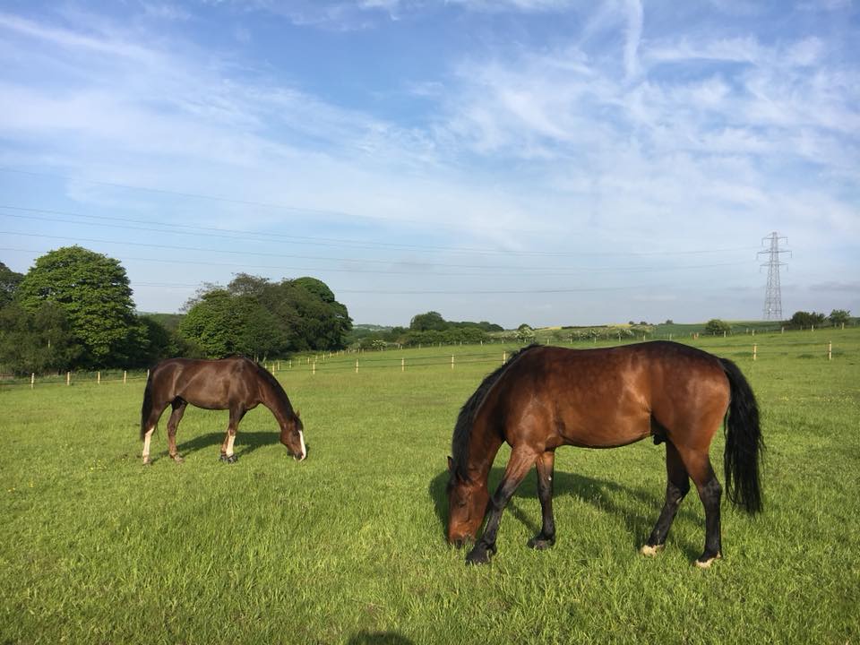 Two horses eating in a green paddock at the livery centre