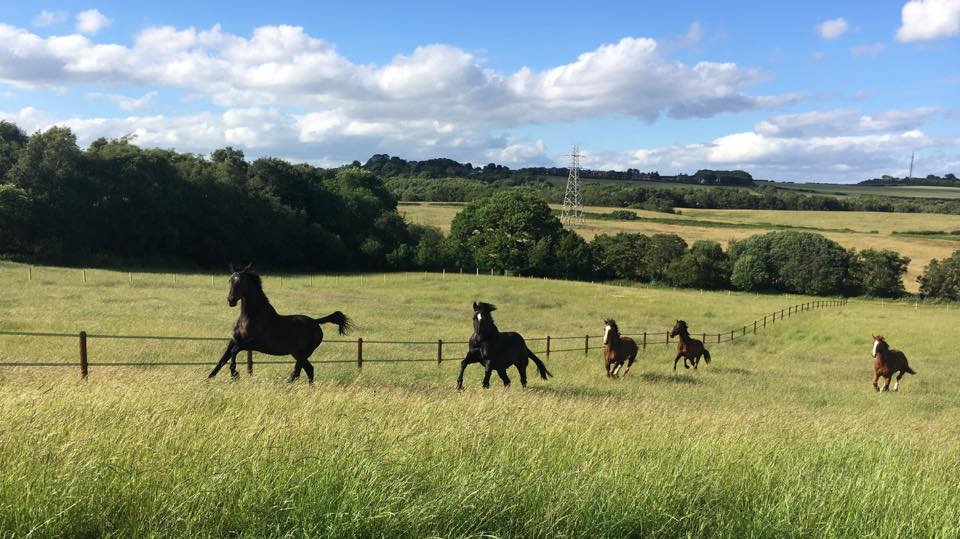 5 horses galloping up their field at Barcus Close Livery Centre